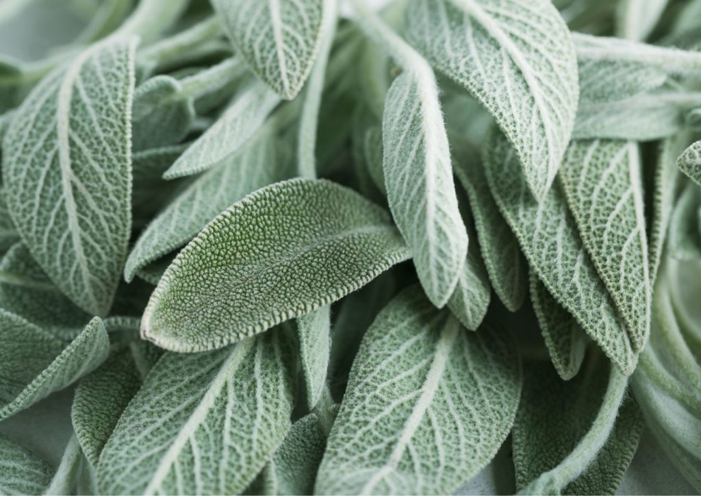 Benefits of Clary Sage 